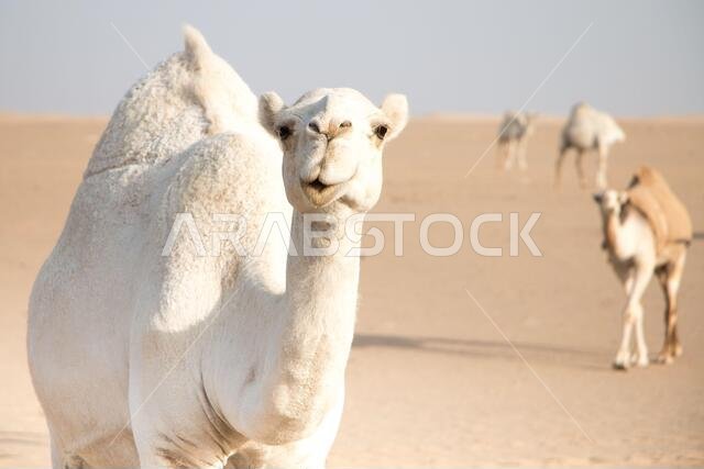 جمل أبيض ودود يتجول بحرية في صحراء الكويت يقوده راعيه البدوي، وتظهر المزيد من الجمال في الخلفية.