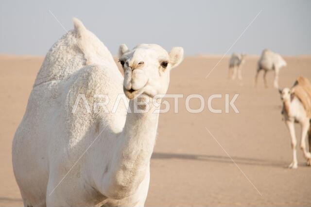 جمل أبيض ودود يتجول بحرية في صحراء الكويت يقوده راعيه البدوي، وتظهر المزيد من الجمال في الخلفية.