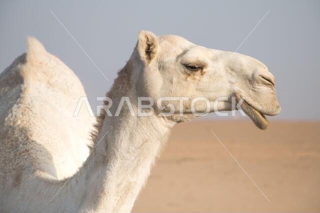 جمل أبيض ودود يتجول بحرية في صحراء الكويت يقوده راعيه البدوي، وتظهر المزيد من الجمال في الخلفية.