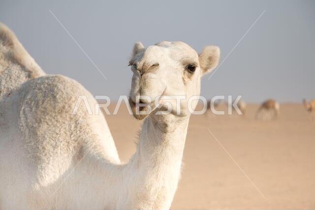 جمل أبيض ودود يتجول بحرية في صحراء الكويت يقوده راعيه البدوي، وتظهر المزيد من الجمال في الخلفية.