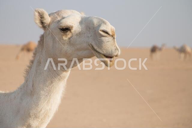 White friendly camel wandering freely in the desert of Kuwait led by his bedouin shepard and more camels in the background.