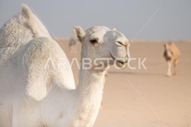 جمل أبيض ودود يتجول بحرية في صحراء الكويت يقوده راعيه البدوي، وتظهر المزيد من الجمال في الخلفية.