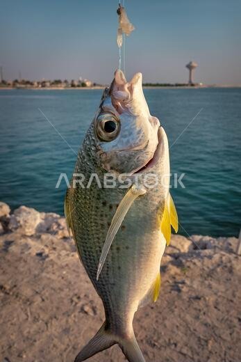 صيد سمكة كبيرة في كورنيش الخبر بالمملكة العربية السعودية.