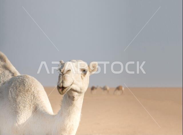 White friendly camel wandering freely in the desert of Kuwait led by his bedouin shepard and more camels in the background.