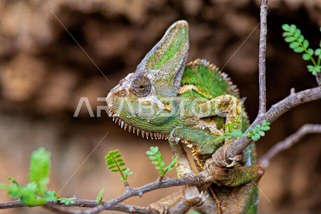 الحرباء المحجبة (Chamaeleo calyptratus) هي نوع من الحرباء موطنها الأصلي شبه الجزيرة العربية في اليمن والمملكة العربية السعودية. أفريقيا