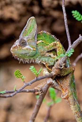 الحرباء المحجبة (Chamaeleo calyptratus) هي نوع من الحرباء موطنها الأصلي شبه الجزيرة العربية في اليمن والمملكة العربية السعودية. أفريقيا