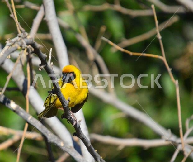 طائر النساج الأصفر المقنع الجنوبي، Ploceus velatus، ذو العين الحمراء، جاثم ويعمل خلال موسم التكاثر.