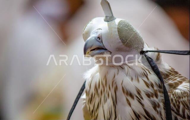 Background image of A falcon wearing its hood. falconry
