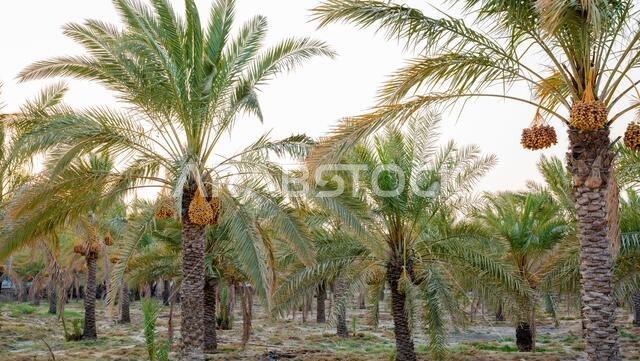 زراعة أشجار النخيل. صناعة الزراعة الاستوائية في الشرق الأوسط.