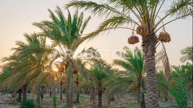 زراعة أشجار النخيل. صناعة الزراعة الاستوائية في الشرق الأوسط.
