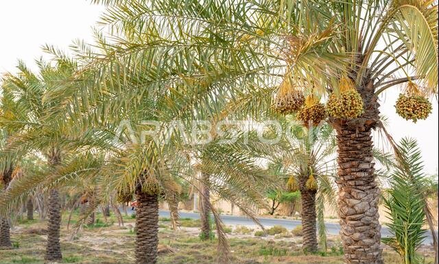 زراعة أشجار النخيل. صناعة الزراعة الاستوائية في الشرق الأوسط.