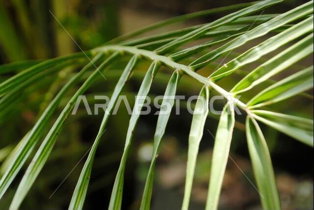 Close up of date palm leaf for copy space. Greenery background