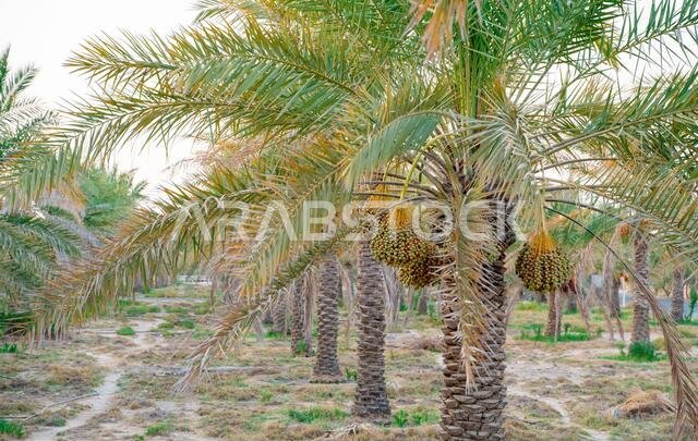 زراعة أشجار النخيل. صناعة الزراعة الاستوائية في الشرق الأوسط.