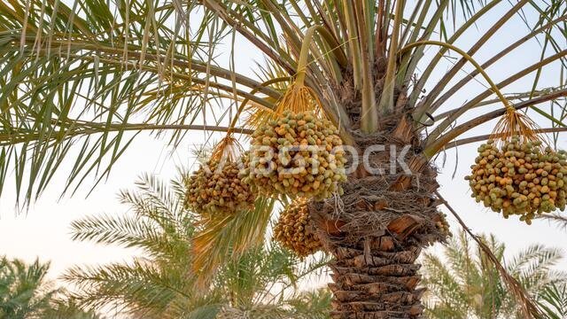 Plantation of date palms. Tropical agriculture industry in the Middle East.