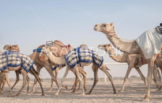 Jockeys taking the camels for walk in the race tracks.
