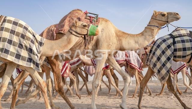 فرسان يصطحبون الجمال في نزهة على مضمار السباق.
