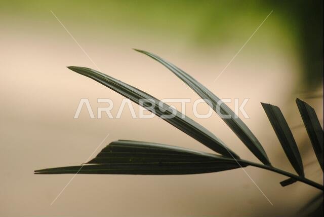 Close up of date palm leaf for copy space. Greenery background