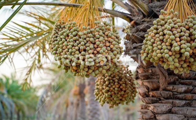 مزارع النخيل. صناعة الزراعة الاستوائية في الشرق الأوسط.