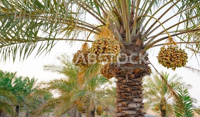 Plantation of date palms. The tropical agriculture industry in the Middle East.