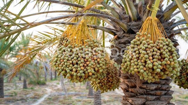 Plantation of date palms. The tropical agriculture industry in the Middle East.