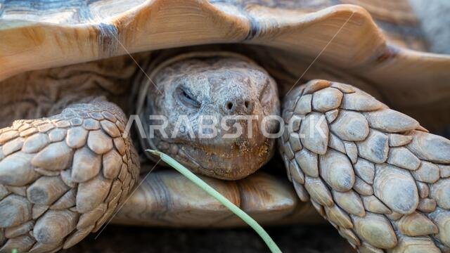 Close up shot of desert tortoise (Gopherus agassizii and Gopherus morafkai), also known as desert turtles, are two species of tortoise. desert tortois
