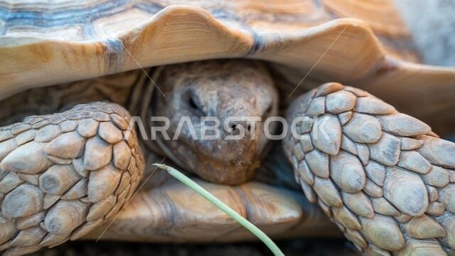Close up shot of desert tortoise (Gopherus agassizii and Gopherus morafkai), also known as desert turtles, are two species of tortoise. desert tortois