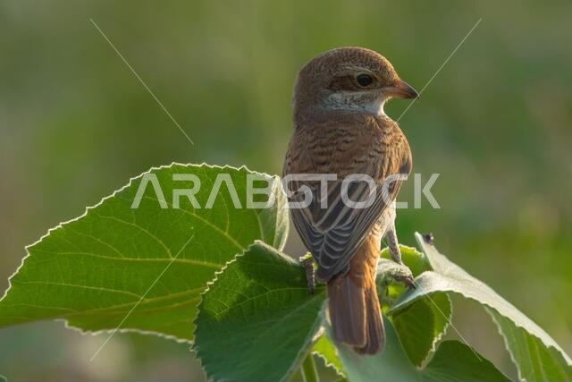 Arabian Shrike close-up pictures from Saudi (Red-backed shrike)