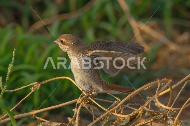 Arabian Shrike close-up pictures from Saudi (Red-backed shrike)