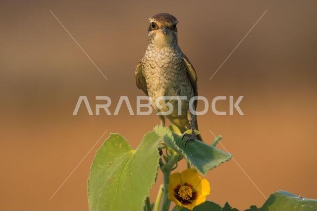 صور مقربة لطائر القرقس العربي من السعودية (القرقس ذو الظهر الأحمر)