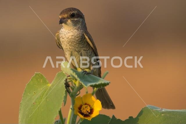 Arabian Shrike close-up pictures from Saudi (Red-backed shrike)