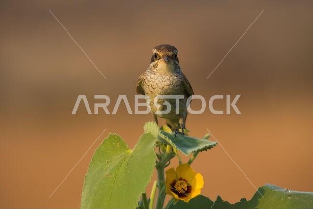 Arabian Shrike close-up pictures from Saudi (Red-backed shrike)