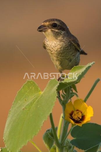 Arabian Shrike close-up pictures from Saudi (Red-backed shrike)