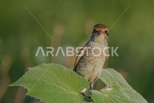 Arabian Shrike close-up pictures from Saudi (Red-backed shrike)