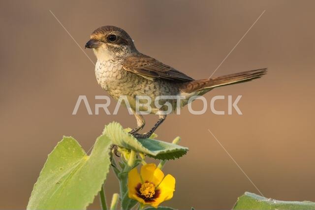 Arabian Shrike close-up pictures from Saudi (Red-backed shrike)