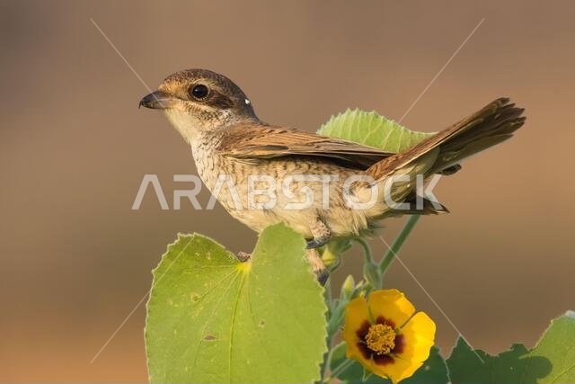Arabian Shrike close-up pictures from Saudi (Red-backed shrike)