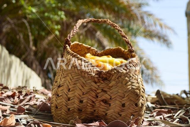 صندوق مصنوع من سعف النخيل، تمر، فاكهة حلوة، طعام، تمر أصفر طازج، خلفية طبيعية