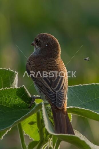 Arabian Shrike close-up pictures from Saudi (Red-backed shrike)