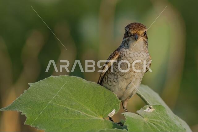 Arabian Shrike close-up pictures from Saudi (Red-backed shrike)