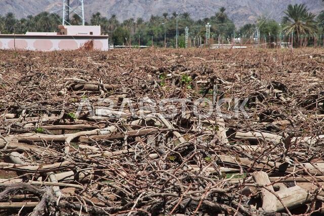 الحديقة في قرية عربية بالقرب من نجران، منطقة عسير، المملكة العربية السعودية
