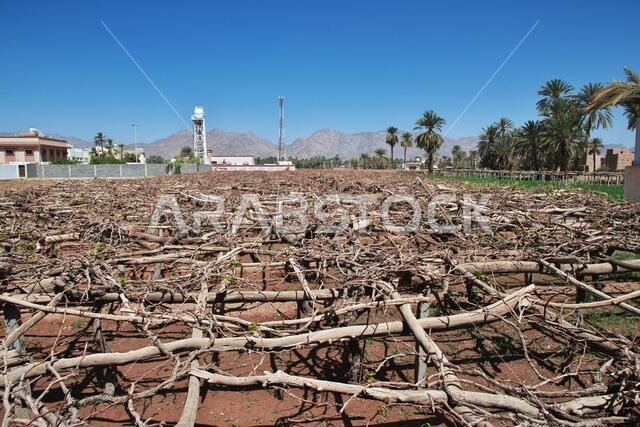 الحديقة في قرية عربية بالقرب من نجران، منطقة عسير، المملكة العربية السعودية