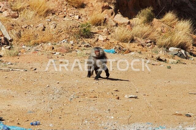 The monkey in Asir region, Saudi Arabia