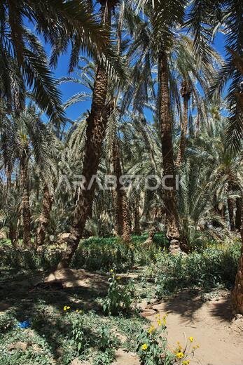 Oasis close Najran, Asir region, Saudi Arabia