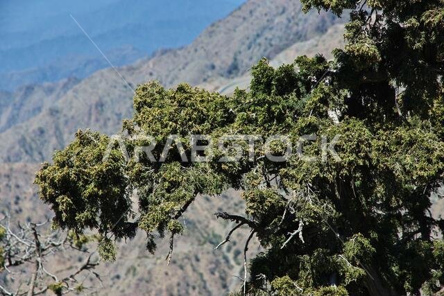 The canyon of Asir region, the view from the viewpoint, Saudi Arabia
