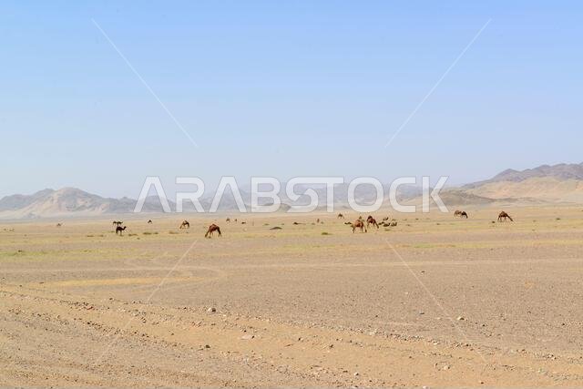 الجمال في صحراء المملكة العربية السعودية