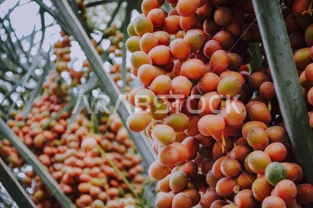تمر طازج على شجرة في صحراء المملكة العربية السعودية
