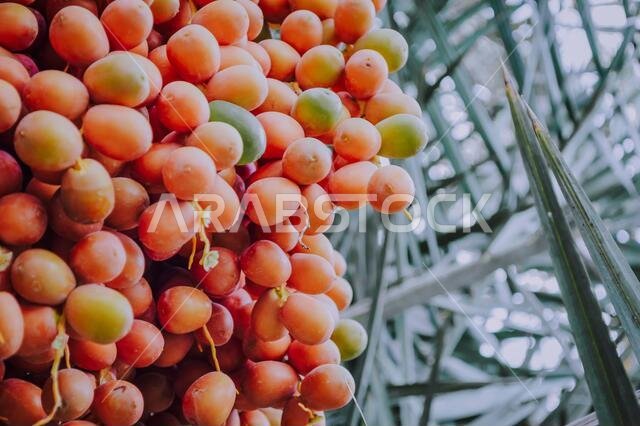 Fresh dates on the tree of Saudi Arabian desert