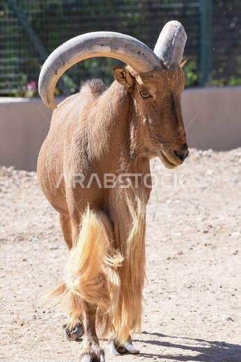 صورة جانبية لخروف البربري وهو يقف بفخر متباهيًا بقرونه الرائعة (Ammotragus lervia).