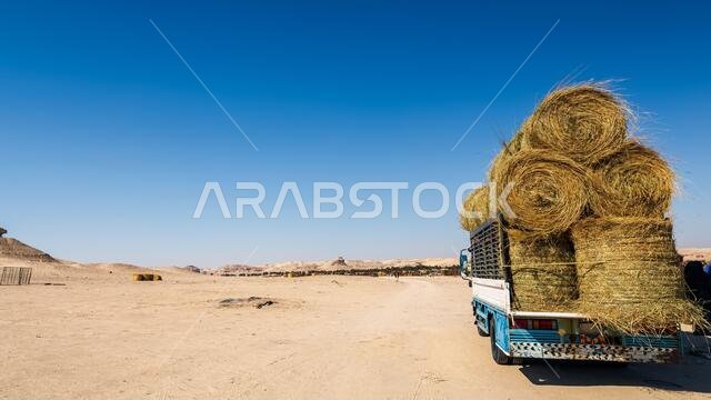 بالات قش محملة على مركبة لمزرعة جمال الصحراء - السرار، المملكة العربية السعودية