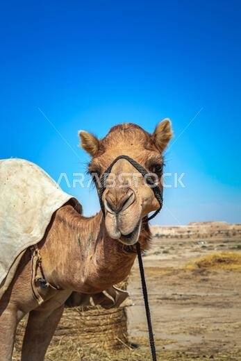 صورة مقربة لرأس جمل في الصحراء.