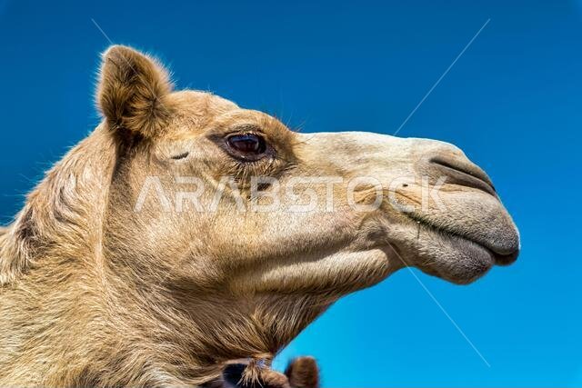 صورة مقربة لرأس جمل في الصحراء.